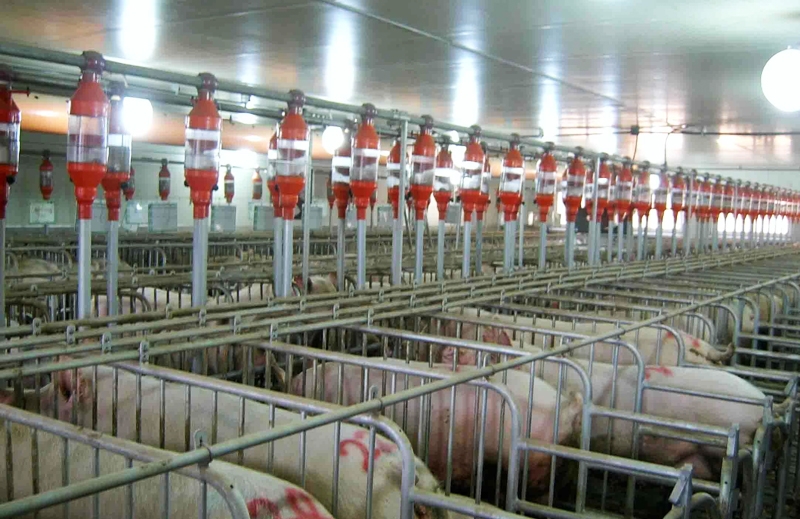 彌勒正大自動化養豬廠